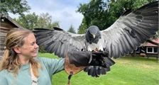 Spectacle d'oiseaux à Center Parcs Het Heijderbos