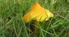 A la découverte des champignons à Center Parcs Les Trois Forêts
